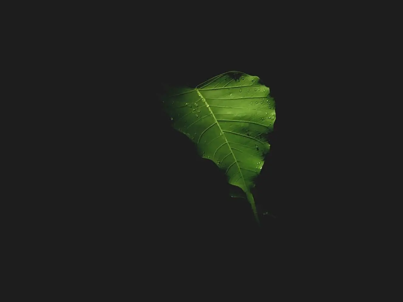 El árbol de la iluminación en el budismo - Cuánto tiempo estuvo Buda bajo el árbol arbol de la iluminacion - Cuánto tiempo estuvo Buda bajo el árbol